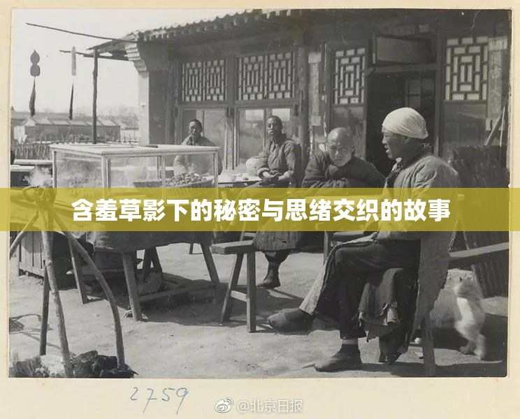 含羞草影下的秘密与思绪交织的故事