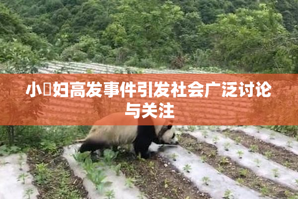 小婬妇高发事件引发社会广泛讨论与关注