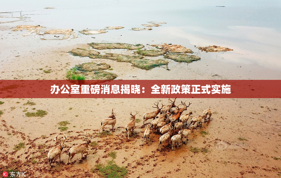 办公室重磅消息揭晓：全新政策正式实施