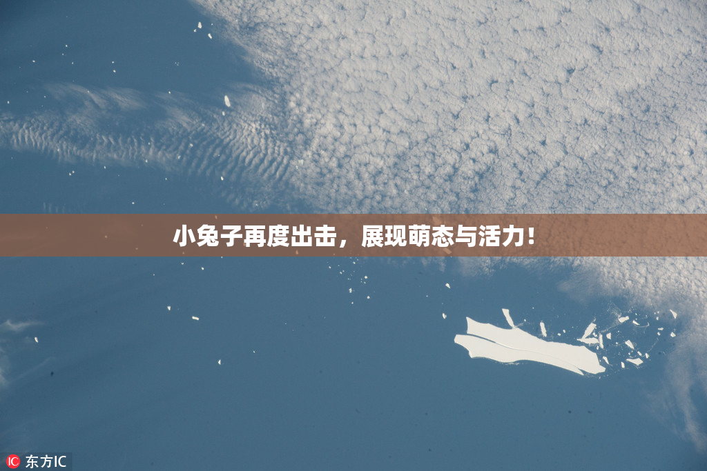 小兔子再度出击，展现萌态与活力！