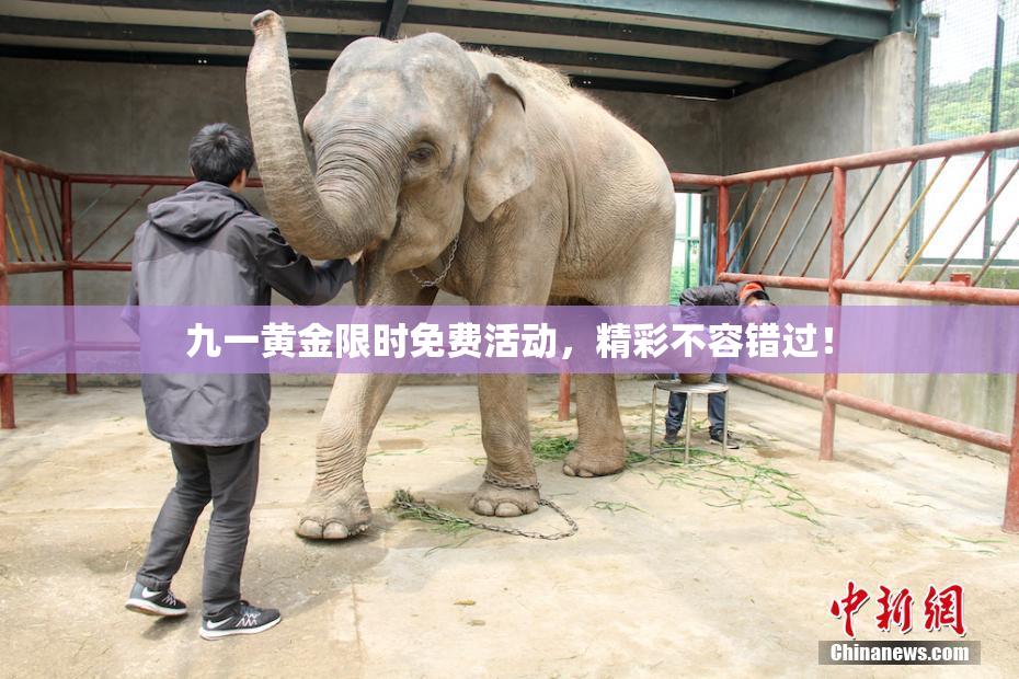 九一黄金限时免费活动，精彩不容错过！