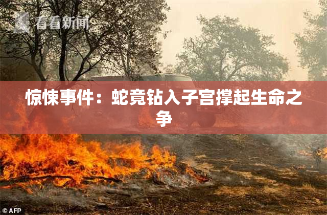 惊悚事件：蛇竟钻入子宫撑起生命之争