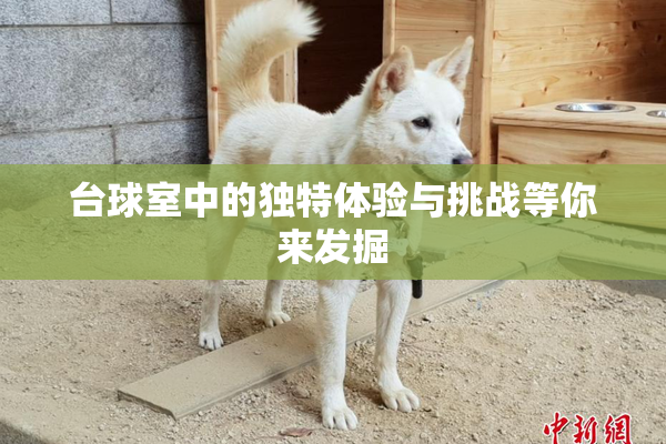 台球室中的独特体验与挑战等你来发掘