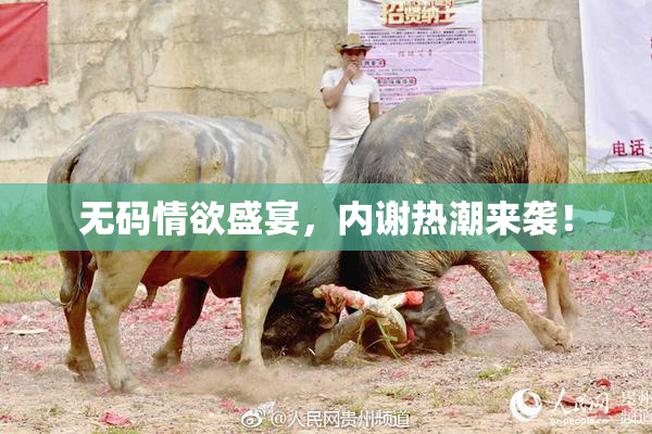 无码情欲盛宴，内谢热潮来袭！