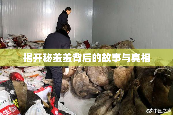 揭开秘羞羞背后的故事与真相