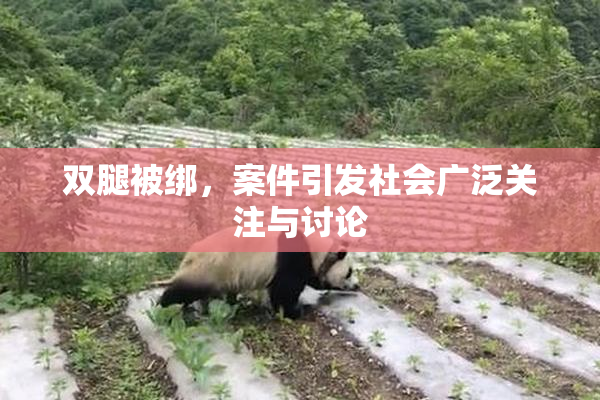 双腿被绑，案件引发社会广泛关注与讨论