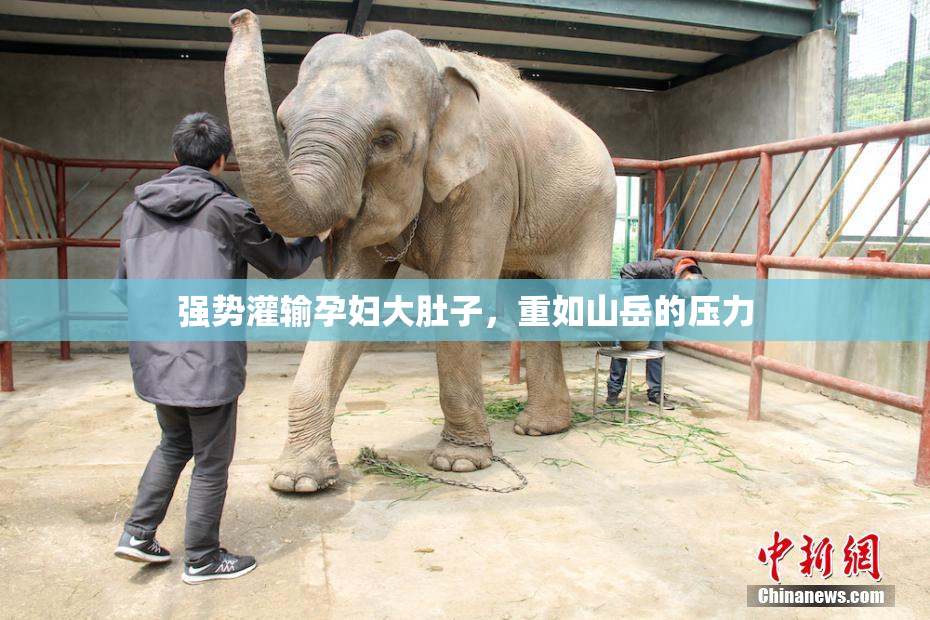 强势灌输孕妇大肚子，重如山岳的压力