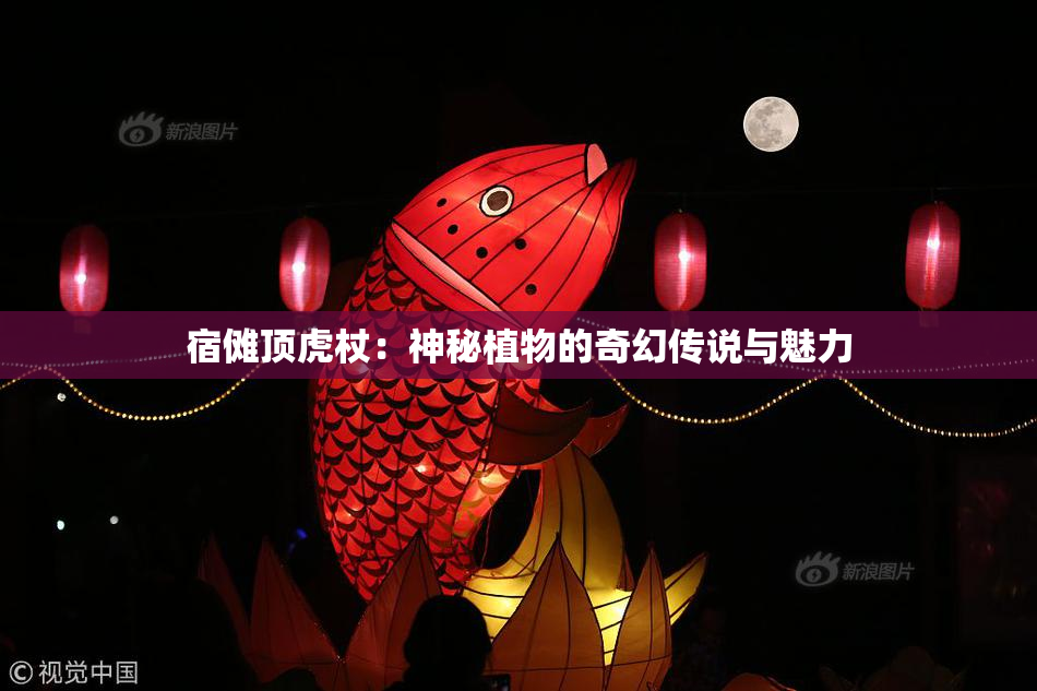 宿傩顶虎杖：神秘植物的奇幻传说与魅力