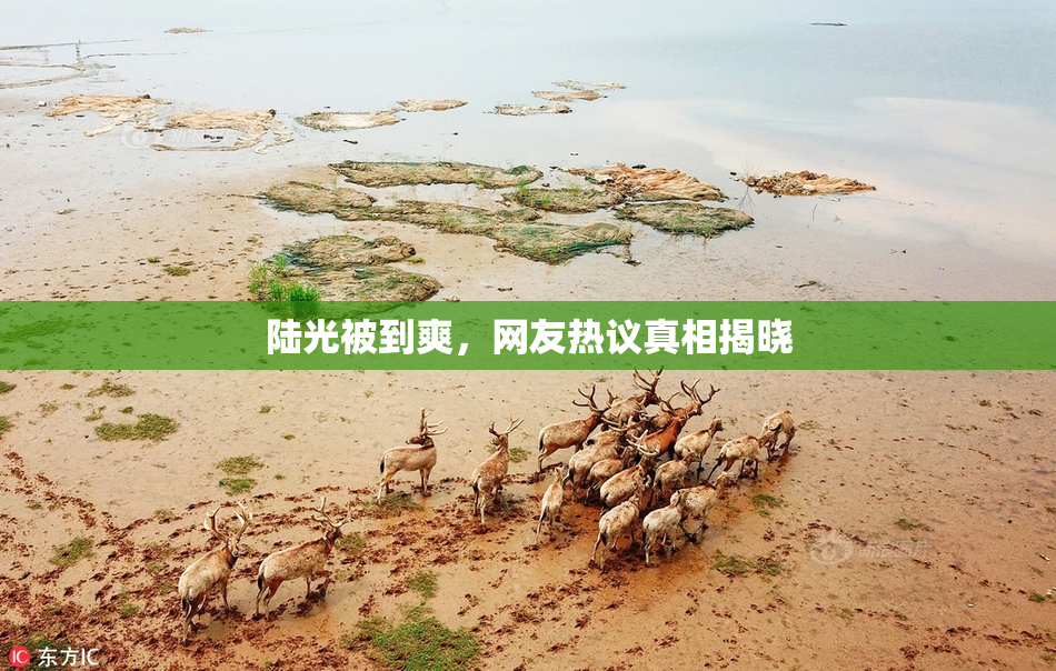 陆光被到爽，网友热议真相揭晓