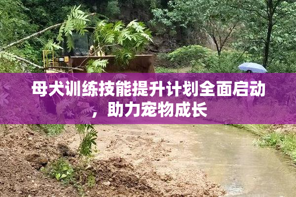 母犬训练技能提升计划全面启动，助力宠物成长