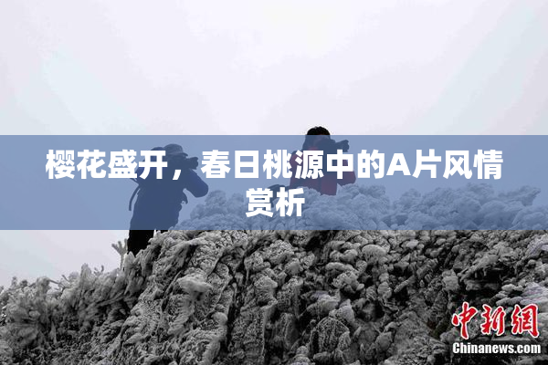樱花盛开，春日桃源中的A片风情赏析