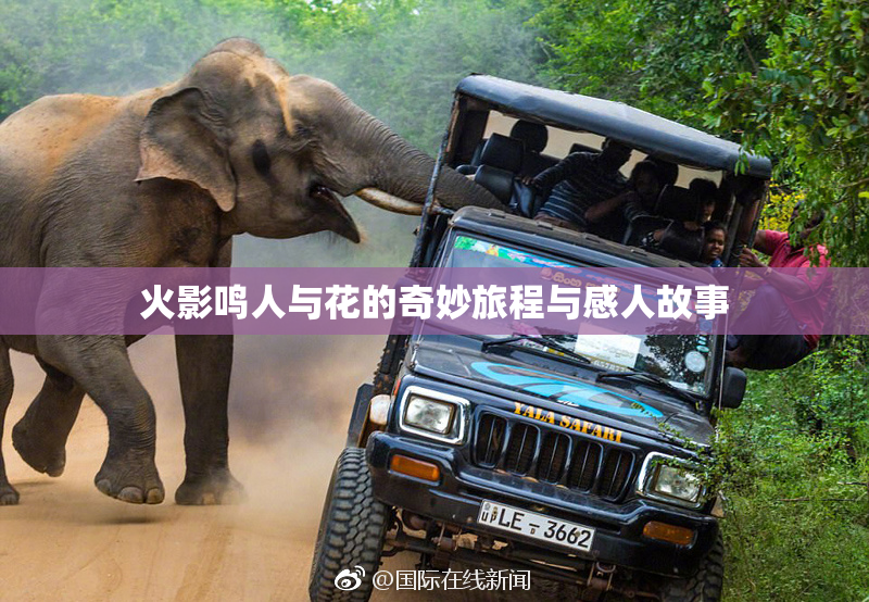 火影鸣人与花的奇妙旅程与感人故事