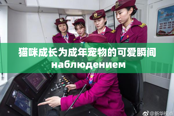 猫咪成长为成年宠物的可爱瞬间 наблюдением