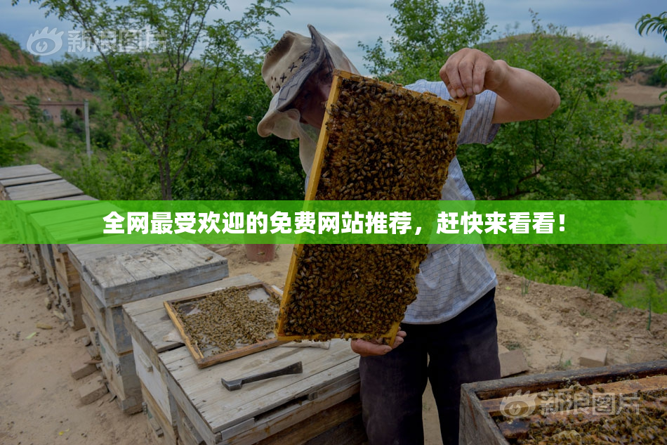 全网最受欢迎的免费网站推荐，赶快来看看！