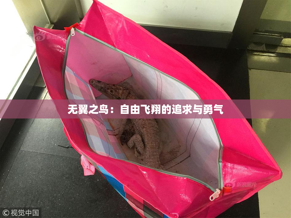 无翼之鸟：自由飞翔的追求与勇气