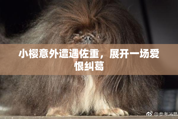 小樱意外遭遇佐重，展开一场爱恨纠葛