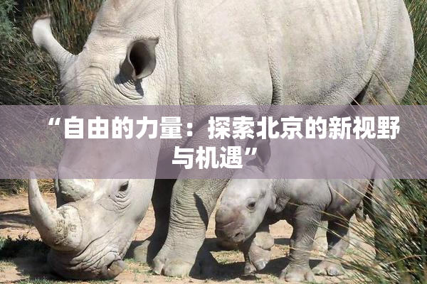 “自由的力量：探索北京的新视野与机遇”