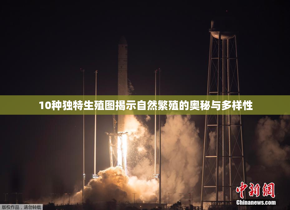 10种独特生殖图揭示自然繁殖的奥秘与多样性