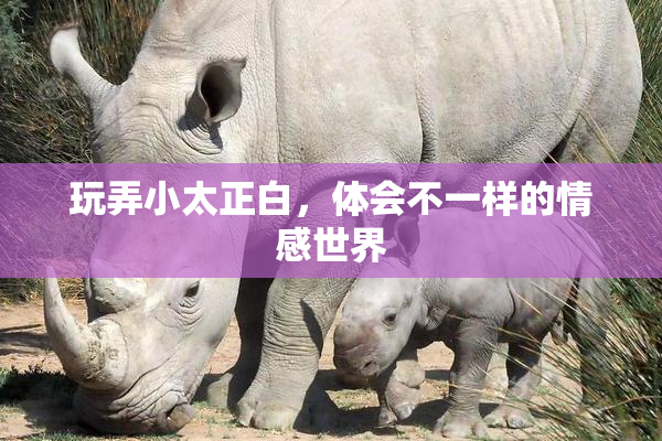 玩弄小太正白，体会不一样的情感世界
