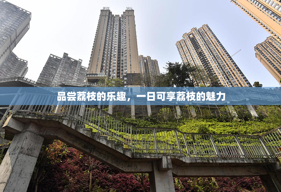 品尝荔枝的乐趣，一日可享荔枝的魅力