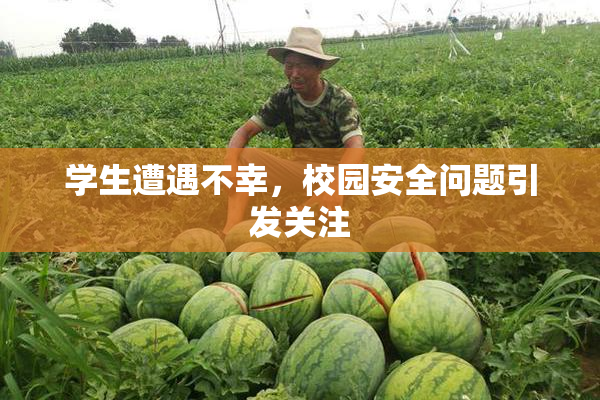 学生遭遇不幸，校园安全问题引发关注