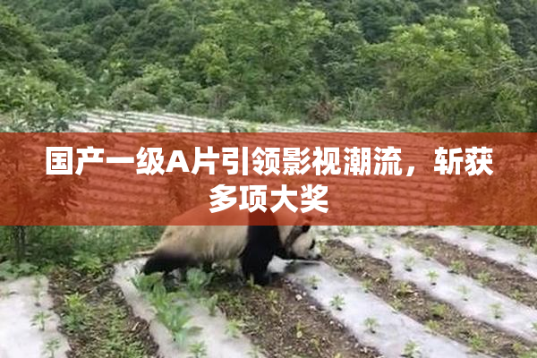 国产一级A片引领影视潮流，斩获多项大奖
