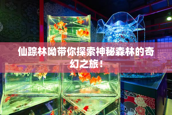 仙踪林呦带你探索神秘森林的奇幻之旅！