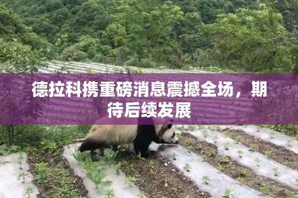 德拉科携重磅消息震撼全场，期待后续发展