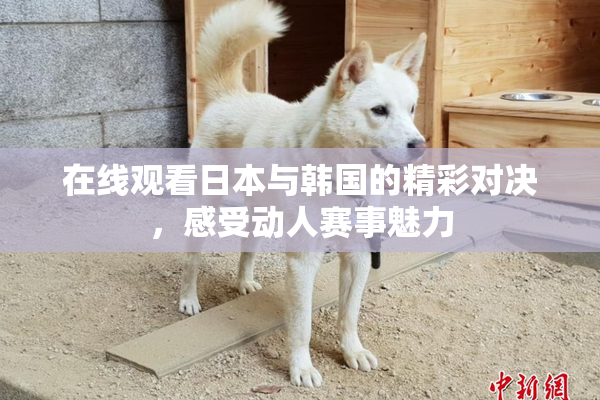 在线观看日本与韩国的精彩对决，感受动人赛事魅力