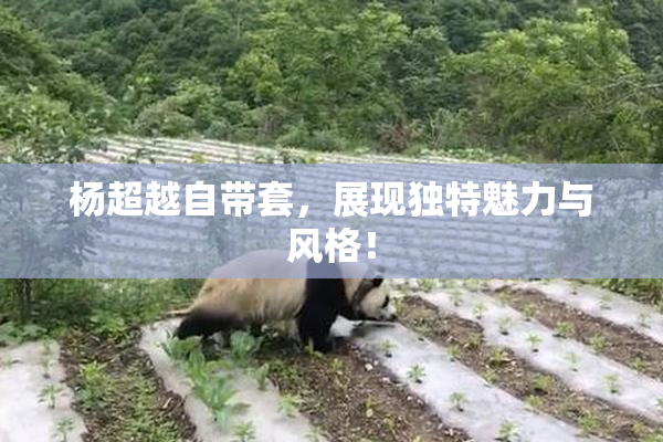 杨超越自带套，展现独特魅力与风格！