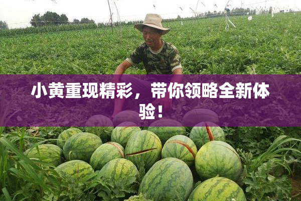 小黄重现精彩，带你领略全新体验！