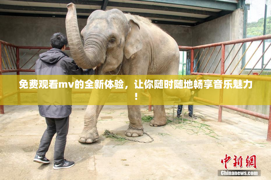 免费观看mv的全新体验，让你随时随地畅享音乐魅力!