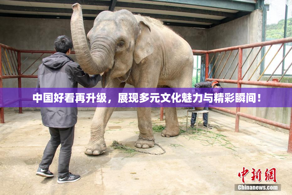 中国好看再升级，展现多元文化魅力与精彩瞬间！
