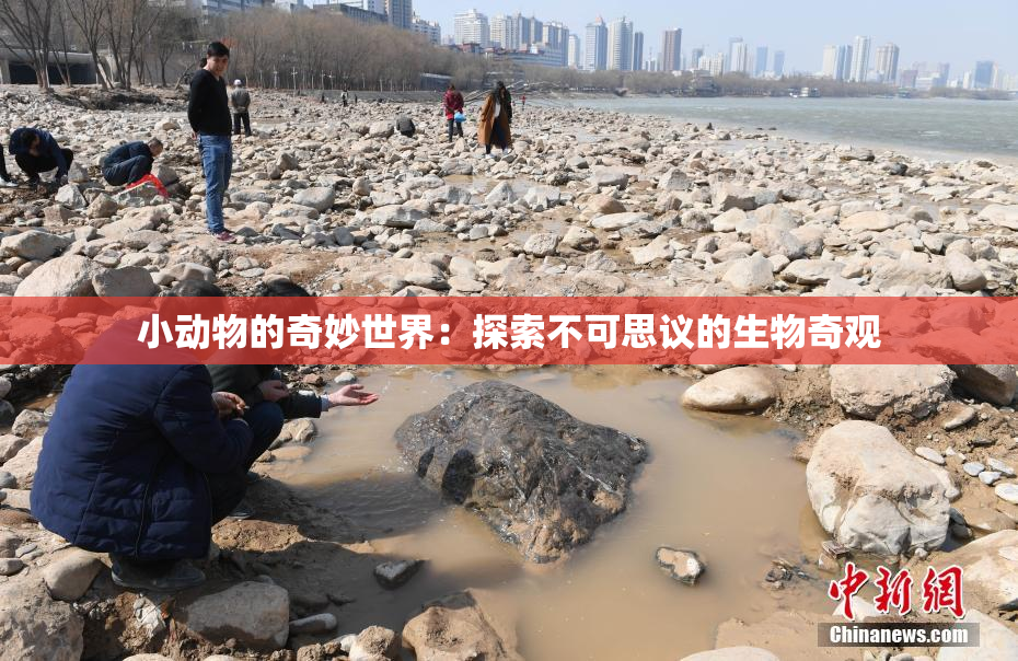 小动物的奇妙世界：探索不可思议的生物奇观