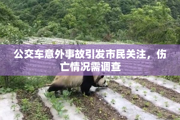 公交车意外事故引发市民关注，伤亡情况需调查