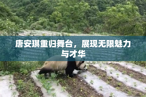 唐安琪重归舞台，展现无限魅力与才华