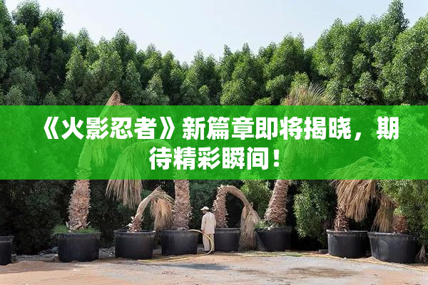 《火影忍者》新篇章即将揭晓，期待精彩瞬间！