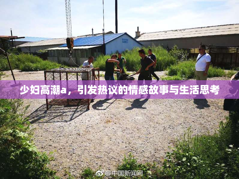 少妇高潮a，引发热议的情感故事与生活思考
