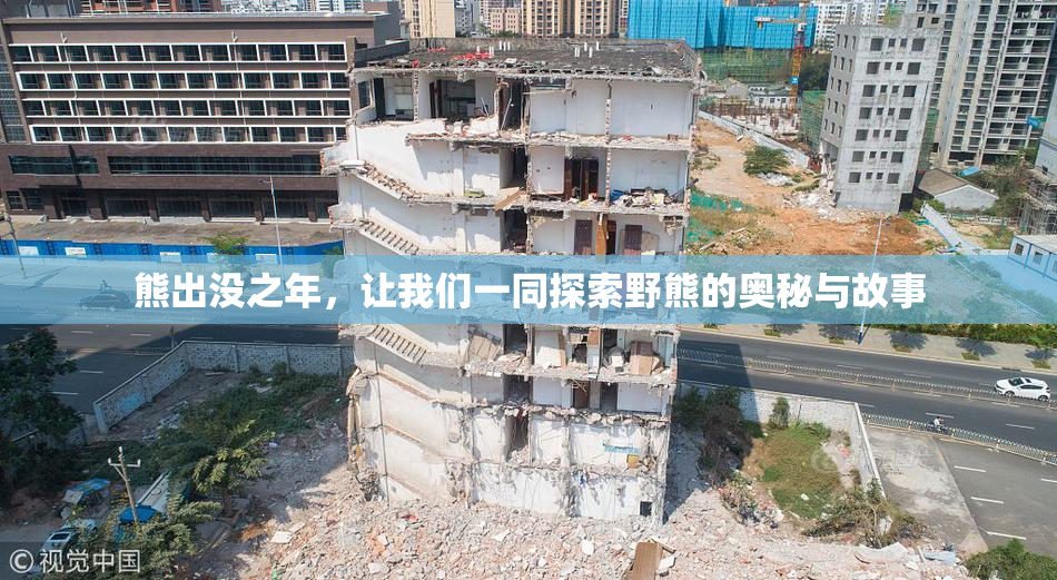 熊出没之年，让我们一同探索野熊的奥秘与故事
