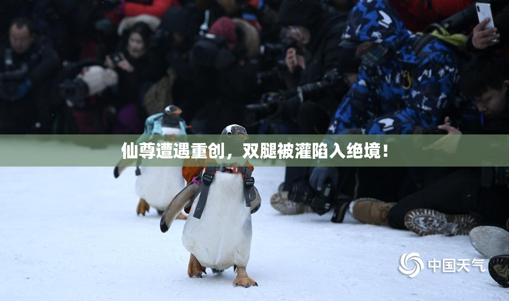 仙尊遭遇重创，双腿被灌陷入绝境！