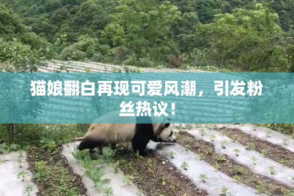 猫娘翻白再现可爱风潮，引发粉丝热议！