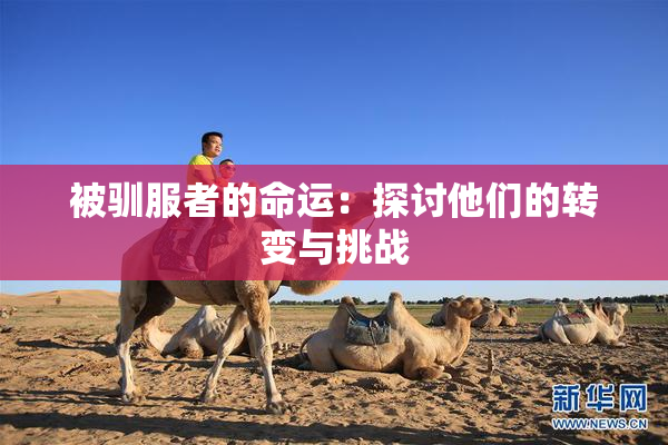 被驯服者的命运：探讨他们的转变与挑战