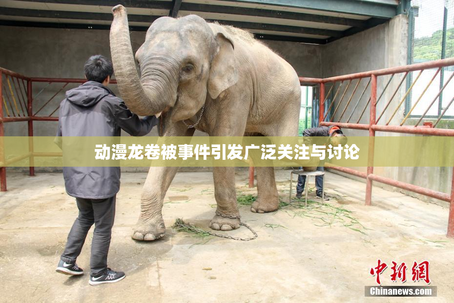 动漫龙卷被事件引发广泛关注与讨论
