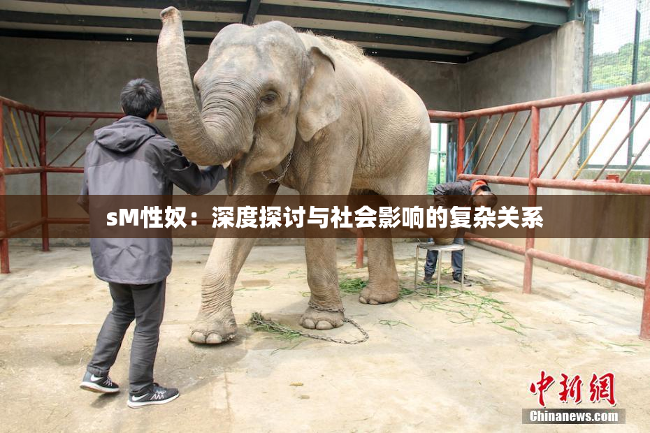 sM性奴：深度探讨与社会影响的复杂关系