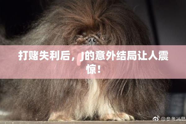 打赌失利后，J的意外结局让人震惊！