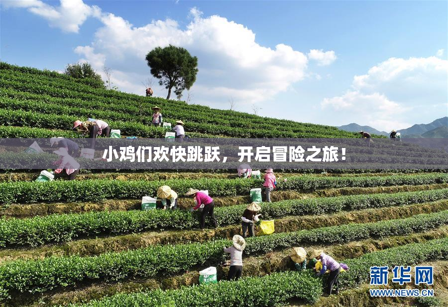 小鸡们欢快跳跃，开启冒险之旅！
