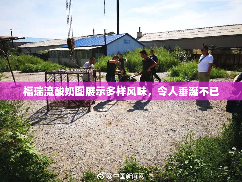 福瑞流酸奶图展示多样风味，令人垂涎不已