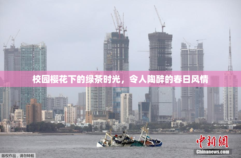 校园樱花下的绿茶时光，令人陶醉的春日风情