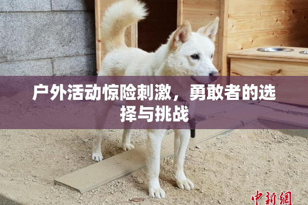 户外活动惊险刺激，勇敢者的选择与挑战