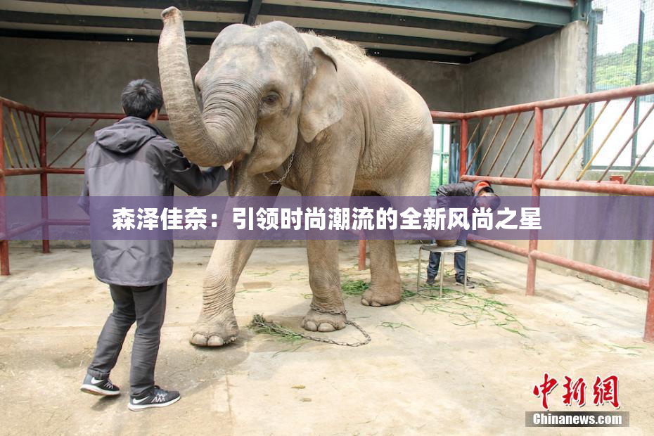 森泽佳奈：引领时尚潮流的全新风尚之星